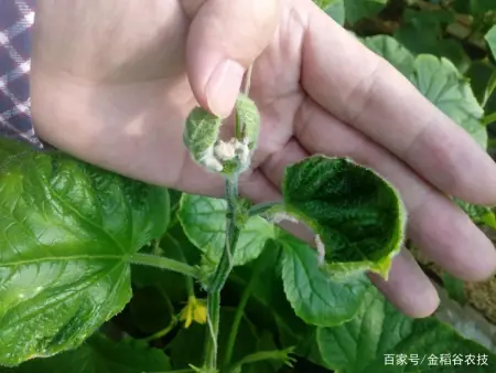 消之宝 消之宝
